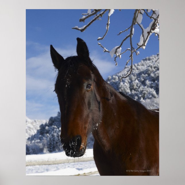 Póster Caballo pardo en invierno (Frente)