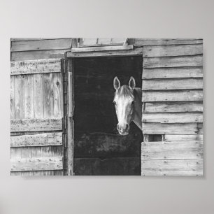 Póster Caballo Peekaboo y granero negro y blanco
