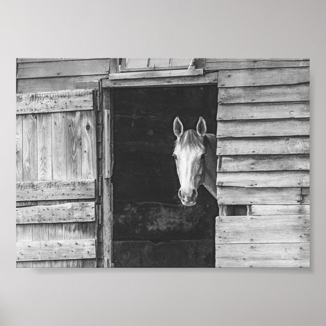 Póster Caballo Peekaboo y granero negro y blanco (Frente)