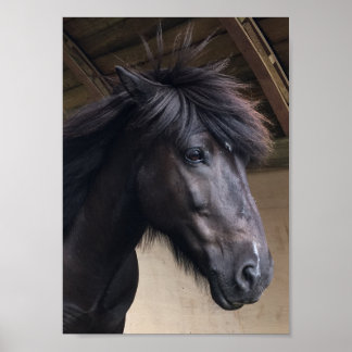 Póster Caballo Pequeño Viking - Noble Poster Jefe