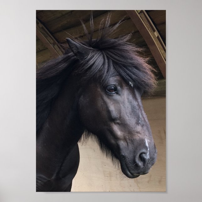 Póster Caballo Pequeño Viking - Noble Poster Jefe (Frente)