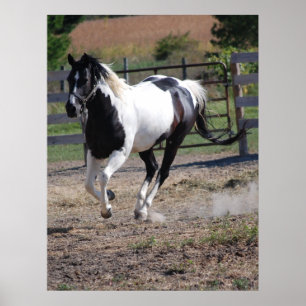 Póster Caballo/Pinto