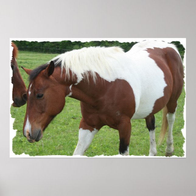 Póster Caballo Pinto (Frente)