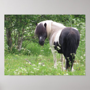 Póster Caballo Pinto Blanco y Negro Pinta en Hierba y Flo