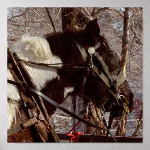 Póster Caballo Pinto Borrador