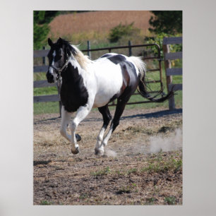 Póster Caballo/Pinto Pinto