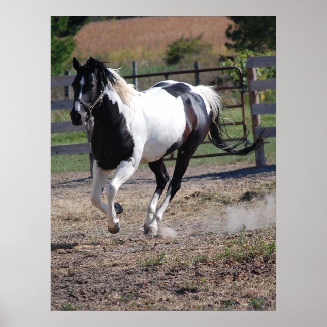 Póster Caballo/Pinto Pinto (Frente)