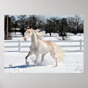 Póster Caballo que camina de Tennessee en nieve