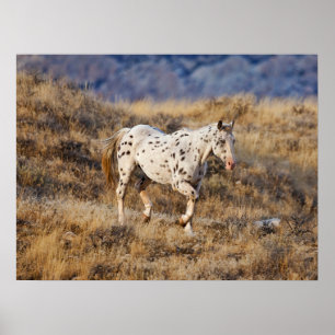 Póster Caballo que deambula por las colinas escénicas de