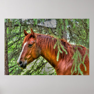 Póster Caballo rojo Dun Mare en una foto ecuestre