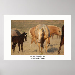 PÓSTER CABALLO SALVAJE DE FOTOGRAFÍAS DE UTAH