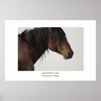 CABALLO SALVAJE DE LA FOTOGRAFÍA DE UTAH