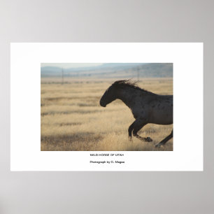 PÓSTER CABALLO SALVAJE DEL POSTER DE FOTOGRAFÍA DE UTAH