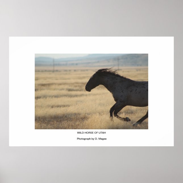 PÓSTER CABALLO SALVAJE DEL POSTER DE FOTOGRAFÍA DE UTAH (Frente)