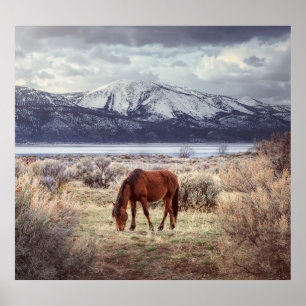 Póster Caballo salvaje: El paisaje invernal de Nevada.