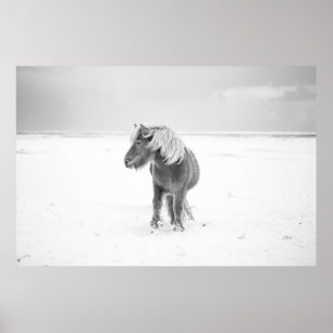 Póster Caballo salvaje, Islandia
