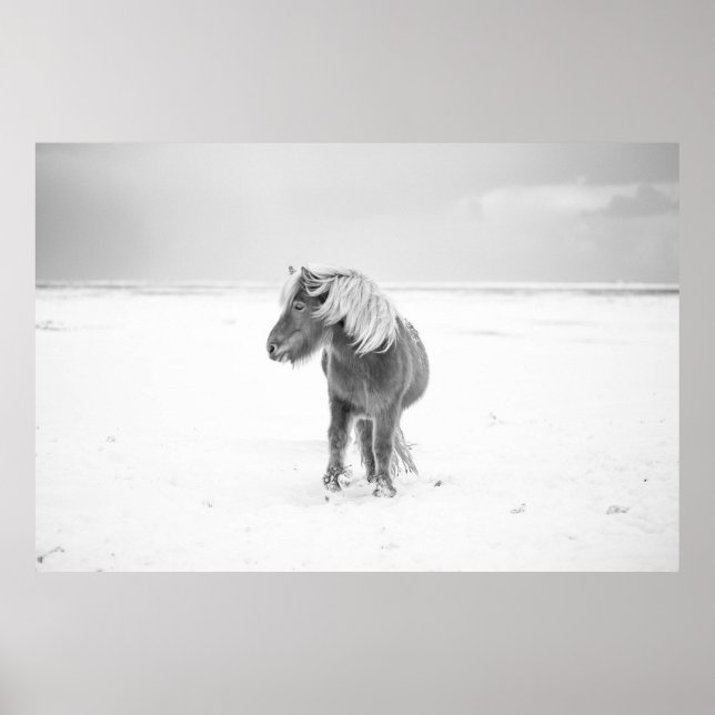 Póster Caballo salvaje, Islandia (Frente)