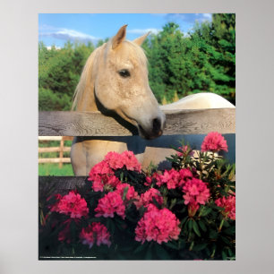 Póster Caballo salvaje macho árabe mare blanco con flores