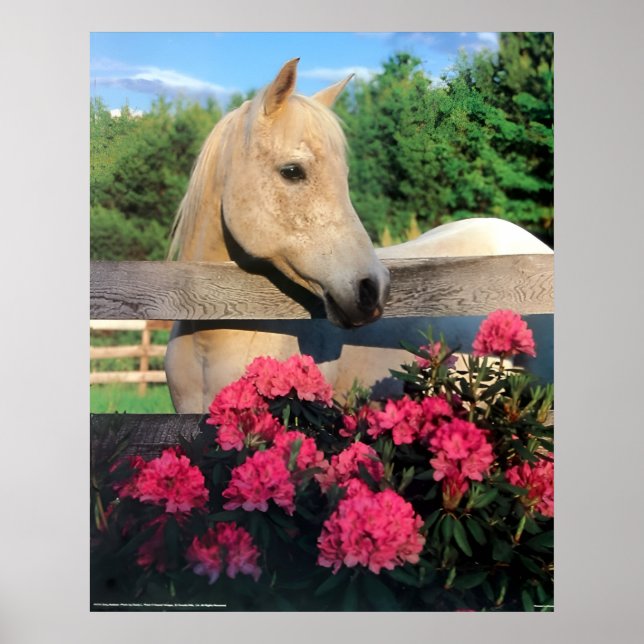 Póster Caballo salvaje macho árabe mare blanco con flores (Frente)