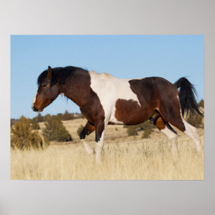 Póster Caballo salvaje, montañas Steens