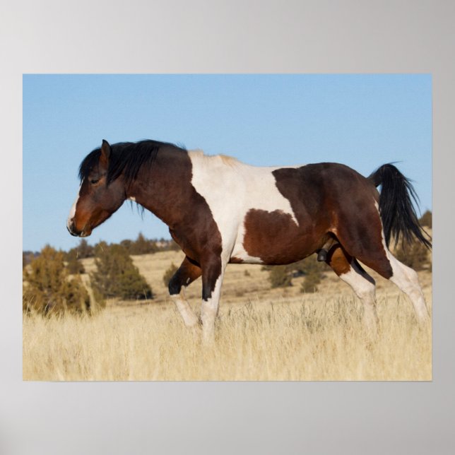 Póster Caballo salvaje, montañas Steens (Frente)