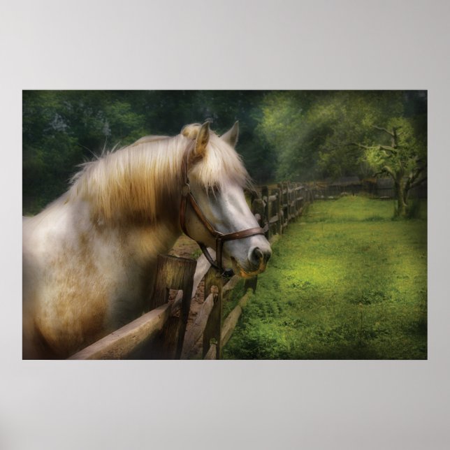 Póster Caballo - Semental Blanco (Frente)