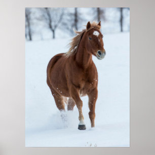 Póster Caballo solitario corriendo en la nieve