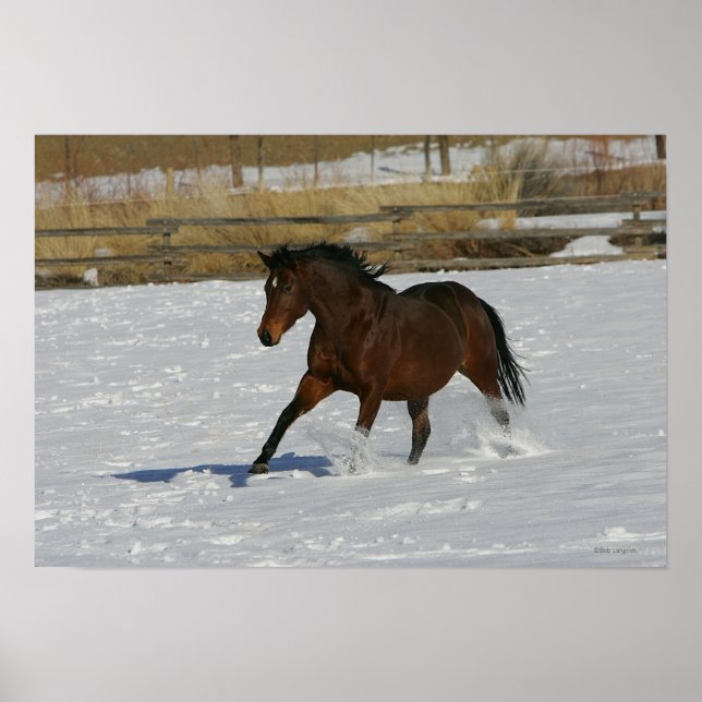 Póster Caballo tostado corriendo en la nieve (Frente)