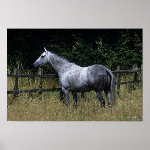 Póster Caballo tostado de pie por cerca