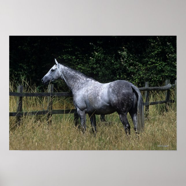 Póster Caballo tostado de pie por cerca (Frente)