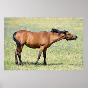 Póster Caballo vecino