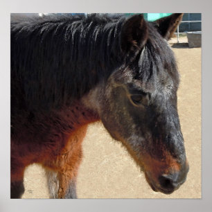 Póster Caballo viejo dulce del potro - caballos y potros