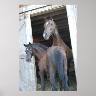 Póster Caballo y Pony