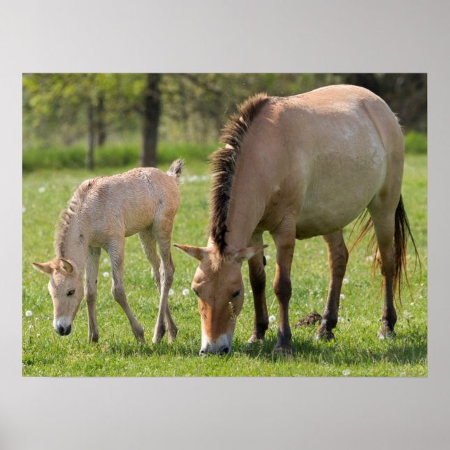 Póster Caballo y potro de Przewalski pastando (Frente)