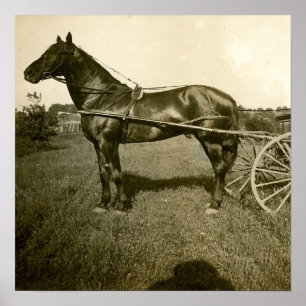 Póster Caballo y Sombra