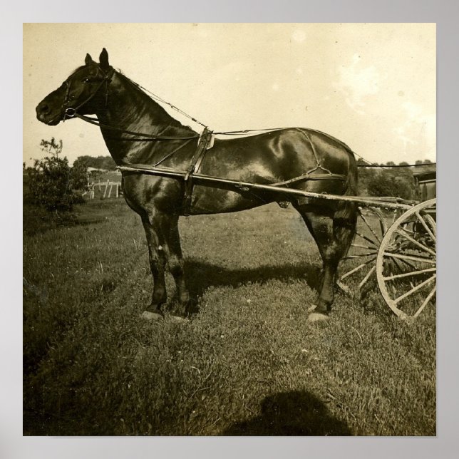Póster Caballo y Sombra (Frente)