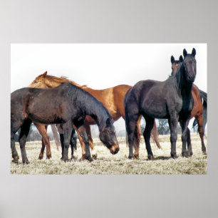 PÓSTER CABALLOS
