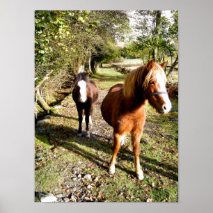 PÓSTER CABALLOS