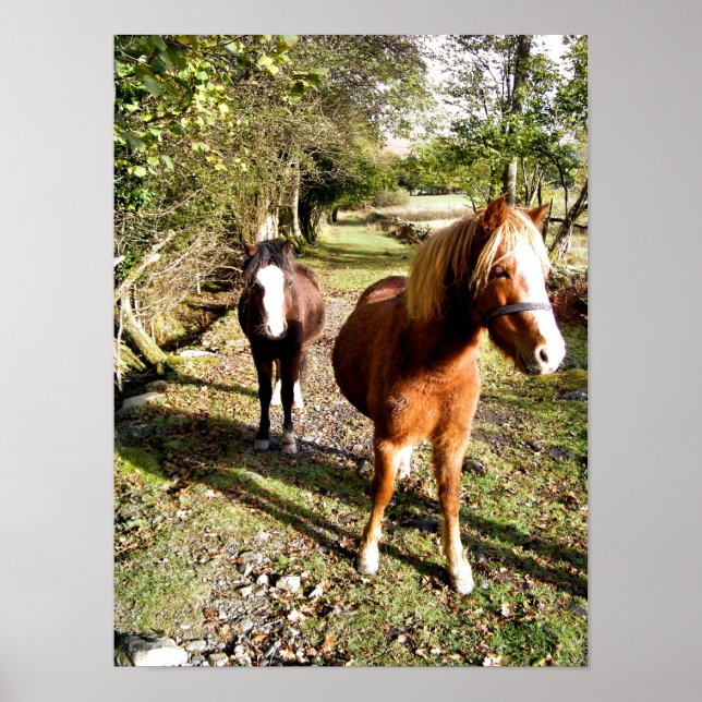 PÓSTER CABALLOS (Frente)