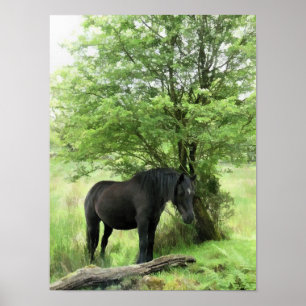 PÓSTER CABALLOS