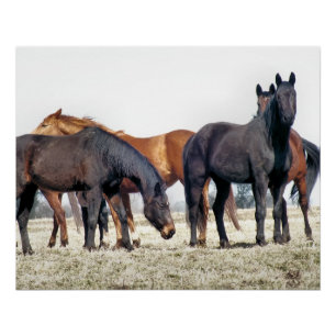 PÓSTER CABALLOS