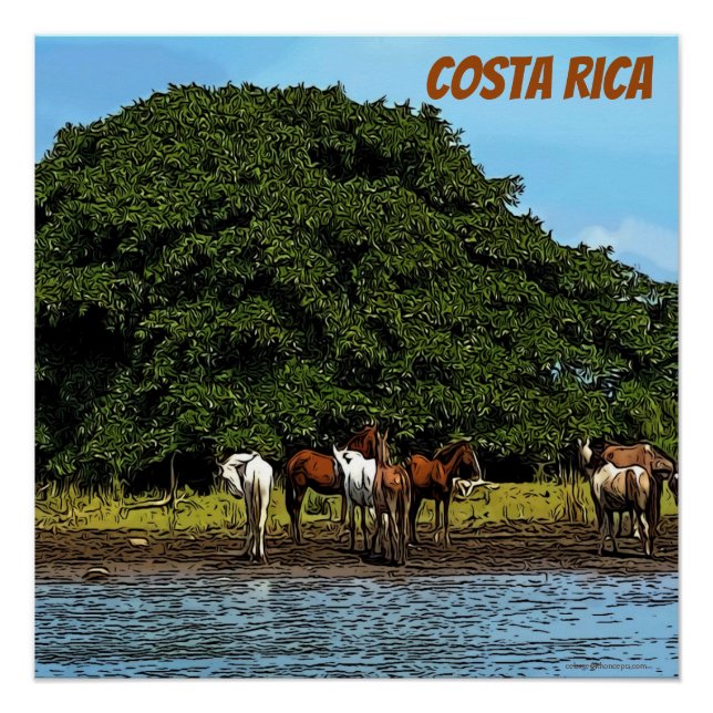 Póster Caballos a orillas del agua - Costa Rica (Anverso)
