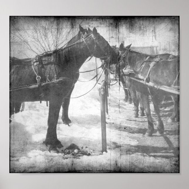 Póster Caballos Amis en Blanco y Negro Grunge (Frente)