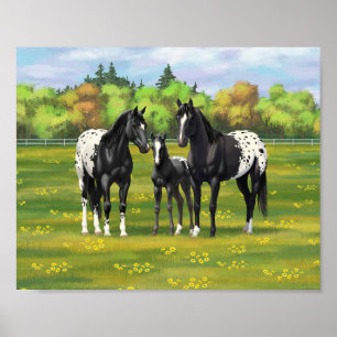 Póster Caballos Appaloosa Negros En Pastizal De Verano