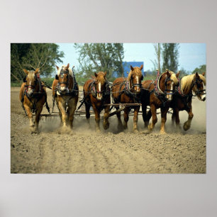 Póster Caballos belgas que aran, six-up, granja del top
