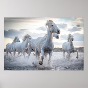Póster Caballos blancos