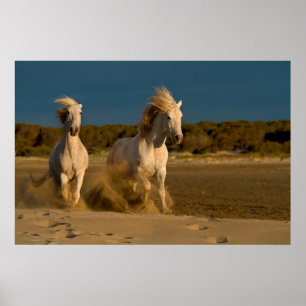 Póster Caballos Blancos Corriendo En La Playa   Camarga,
