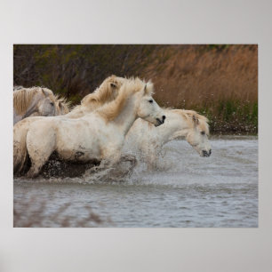 Póster Caballos Blancos de Camargue Corriendo en Agua