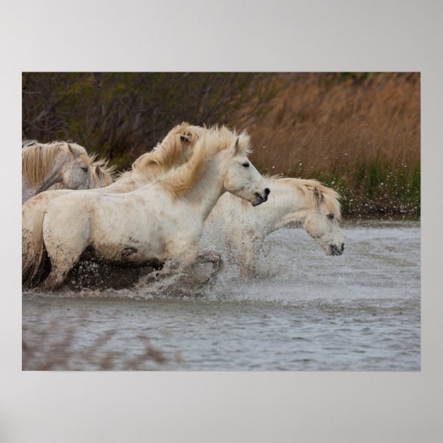 Póster Caballos Blancos de Camargue Corriendo en Agua (Frente)