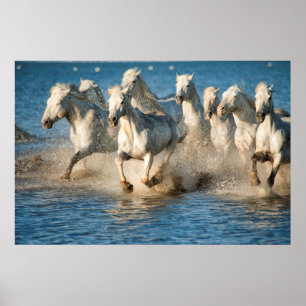 Póster Caballos blancos de Camargue, Francia